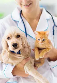 Gabinet weterynaryjny: jak założyć? Czy jest podmiotem leczniczym?