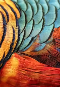 Hodowla bażantów – opłacalność, jak założyć?