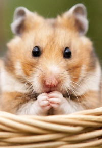 Hodowla chomików – wymagania, rejestracja, opłacalność