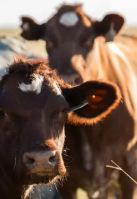 Hodowla bydła mięsnego – jak założyć? Czy to opłacalny biznes?