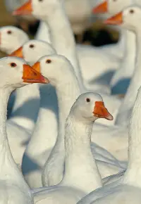 Hodowla gęsi – jak rozpocząć? Czy jest opłacalna?