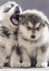 Hodowla psów krok po kroku – jak otworzyć?