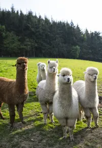 Hodowla alpak – jak zacząć? Czy jest to opłacalne?