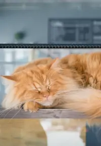 Kocia kawiarnia – pomysł na biznes