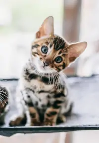 Hodowla kotów – jak założyć? Wymagania, rejestracja