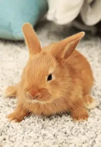 Własny biznes: hodowla królików