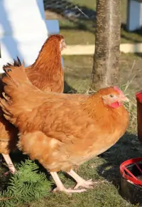 Ferma drobiu – opłacalność, jak założyć?