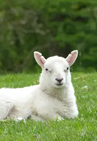 Hodowla owiec – jak założyć? Czy jest opłacalna?