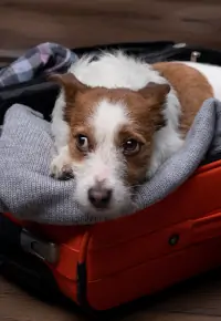 Jak otworzyć hotel dla zwierząt? Czy to dobry biznes?