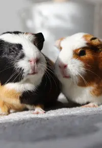 Hodowla świnek morskich – jak założyć? Od czego zacząć?