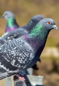 Hodowla gołębi – jak zacząć? Co warto wiedzieć?