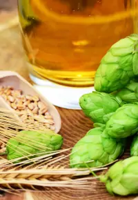 Produkcja piwa – pomysł na biznes, czyli jak założyć lokalny browar