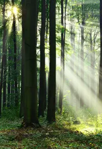 Podatek leśny – kto płaci, wysokość