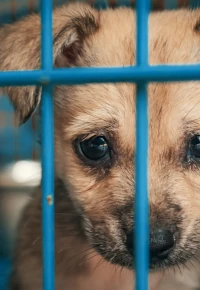 Wsparcie schronisk dla zwierząt – jak pomagać w ramach CSR?