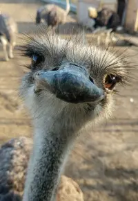 Hodowla strusi – jak zacząć? Co warto wiedzieć?