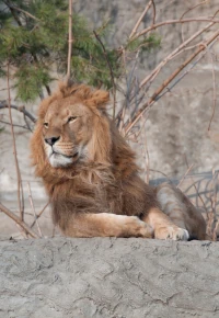 Praca w zoo – wymagania, zarobki, jak wygląda praca w ogrodzie zoologicznym?