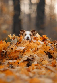 Zoopsycholog – kim jest, jak zostać, kurs, czy to opłacalny zawód?