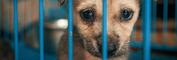 Wsparcie schronisk dla zwierząt – jak pomagać w ramach CSR?