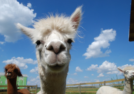 Pomysł na biznes na wsi