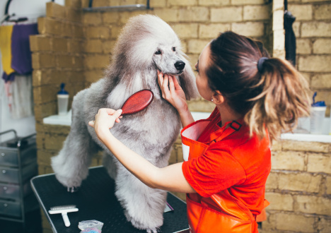 Groomer - czy to przyszłościowy zawód?