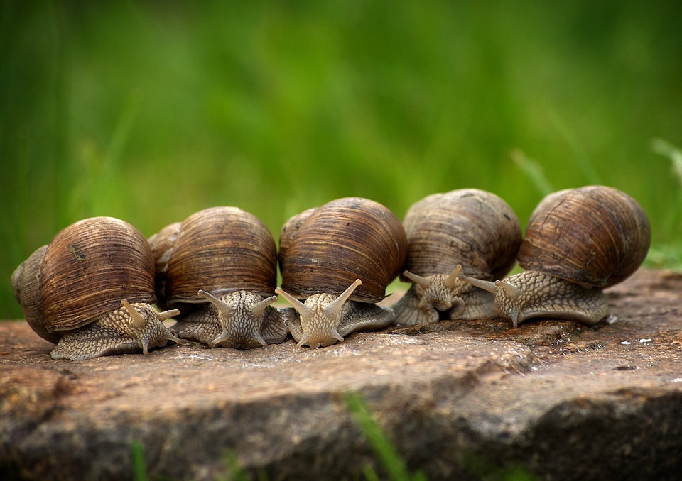 Hodowla ślimaków - biznes