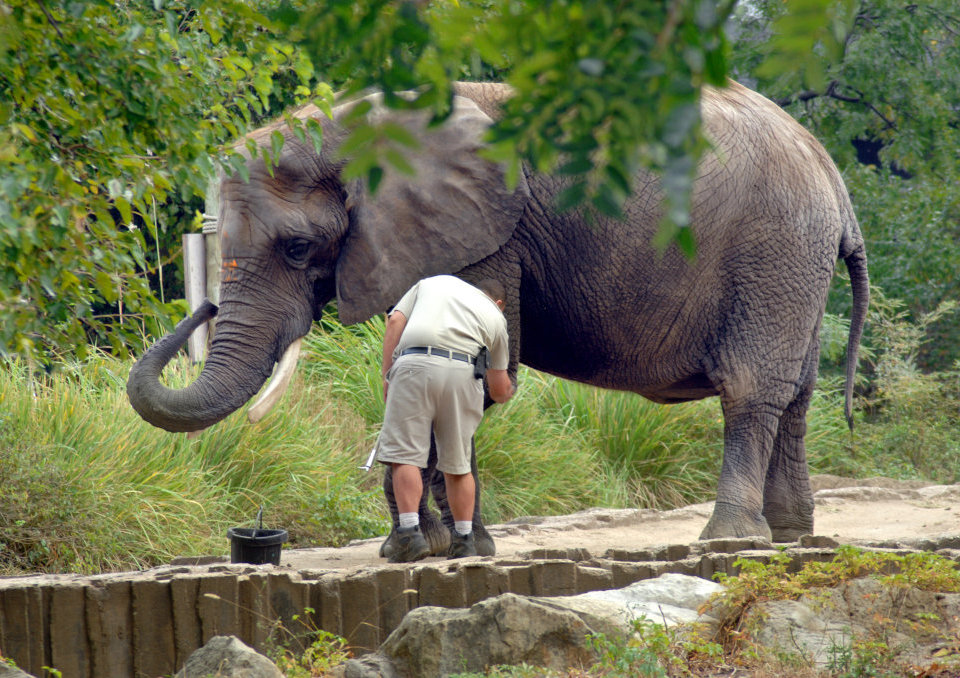 Praca ze zwierzętami - połącz pasję z pracą