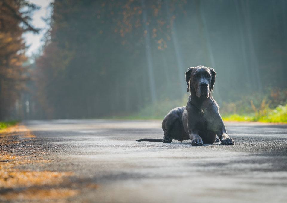 Psi behawiorysta – kto to jest, czym się zajmuje, jak zostać, zarobki